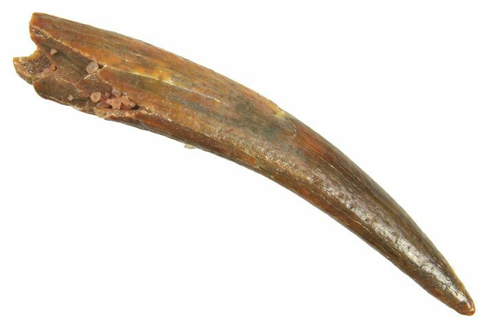 Fossil Pterosaur (Siroccopteryx) Tooth - Morocco #298566